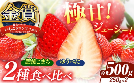 いちご 2種類 食べ比べ 肥後こまち ゆうべに 約500g(各250g) | 肥後こまち ゆうべに フルーツ 果物 くだもの 苺 いちご 熊本県 玉名市