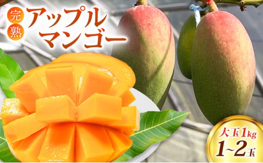 マンゴー 完熟 アップルマンゴー 1kg (大玉1～2玉) 果物 1468181 - 福岡県小郡市