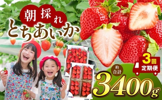 【栃木県共通返礼品】【定期便3回】朝採れいちご とちあいか 1回目1,000g、2回目1,000g、3回目1,400g | いちご とちあいか 定期便 たっぷり 大粒 新鮮 甘い 美味しい 果物 デザート 栃木県 那珂川町 2242442 - 栃木県那珂川町