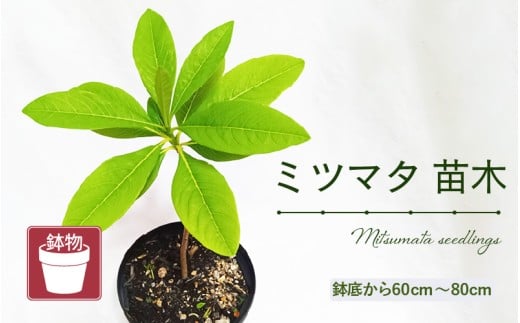 【先行予約】ミツマタ苗木 (鉢物) 鉢底から60cm～80cm 【2025年10月上旬以降順次発送予定】【 みつまた お花 花 はな フラワー 苗 植物 父の日 母の日 家庭菜園 花壇 プランター ガーデニング観葉植物 園芸 鉢物 】 [m47-a018]