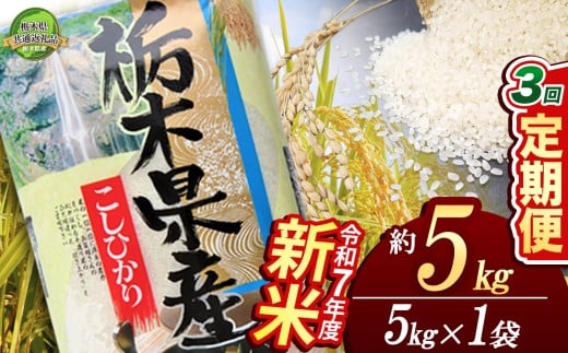 【定期便3回】コシヒカリ 5kg【栃木県共通返礼品】 | 米 こめ コメ kome 白米 精米 お米 こしひかり ｺｼﾋｶﾘ 新米 栃木米 令和7年度米 令和7年度 2025年度米 2025年度 ブランド米 栃木県 特産品 送料無料 栃木県 下野市 しもつけ市