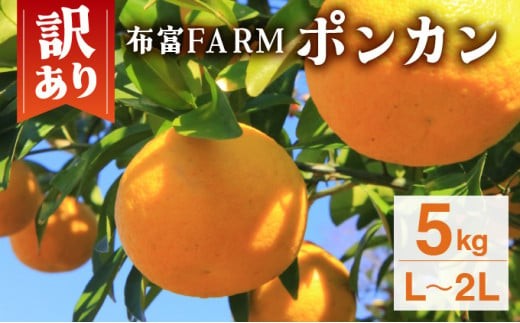 [先行予約]訳ありポンカン L〜2Lサイズ 5kg