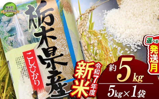 【11月発送】コシヒカリ 5kg【栃木県共通返礼品】 | 米 こめ コメ kome 白米 精米 お米 こしひかり ｺｼﾋｶﾘ 新米 栃木米 令和7年度米 令和7年度 2025年度米 2025年度 ブランド米 栃木県 特産品 送料無料 栃木県 下野市 しもつけ市
