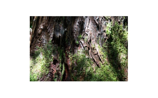 新庄村　森林セラピー体験チケット(1名様分)【1606962】 2241732 - 岡山県新庄村