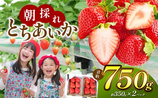 【栃木県共通返礼品】【贈答用】朝採れいちご とちあいか 350g×2P | いちご とちあいか 朝採れ 贈答用 大粒 新鮮 甘い 美味しい 果物 デザート 栃木県 那珂川町 2242441 - 栃木県那珂川町