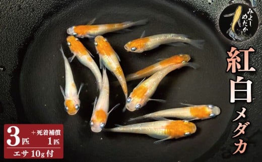 めだか 紅白 3匹 死着補償 +1匹 エサ付き 紅白メダカ 魚 生体 観賞用 ペット 観賞魚 かわいい 母の日 父の日 プレゼント ギフト 贈り物 贈答 徳島県 三好市 みよしめだか