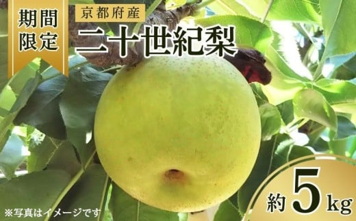 【期間限定】 京都府産 二十世紀梨 約5kg（10玉～16玉入り） 梨 なし ナシ フルーツ 果物 くだもの 秋 京都 京丹後産 直送 