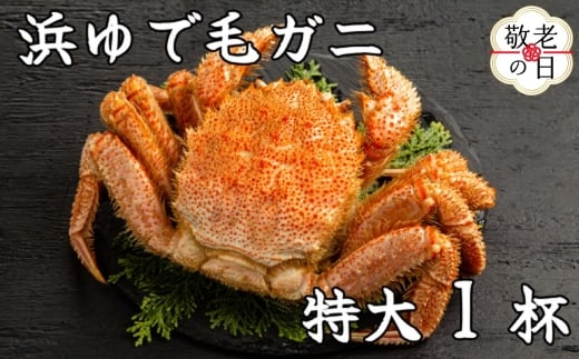 26-45 【敬老ギフト】流氷明け浜ゆで毛ガニ　特大1杯