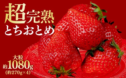 【先行受付:1月中旬以降発送】鈴木ファームの厳選&完熟&朝摘み とちおとめ 大粒 1080g(4パック) | いちご イチゴ 苺 とちおとめ 完熟 甘い あまい 果物 フルーツ くだもの 旬 産地直送 栃木県産 鈴木ファーム 栃木県 茂木町 2259548 - 栃木県茂木町