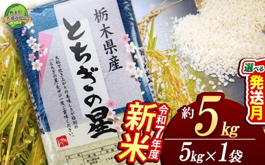 【11月発送】とちぎの星 5kg【栃木県共通返礼品】 | 米 こめ コメ kome 白米 精米 お米 とちぎのほし トチギノホシ ﾄﾁｷﾞﾉﾎｼ 粘り 弾力 冷めても美味しい 丼もの カレー 新米 栃木米 令和7年度米 令和7年度 2025年度米 2025年度 ブランド米 栃木県 特産品 送料無料 栃木県 下野市 しもつけ市