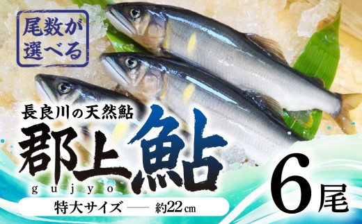 【尾数が選べる】郡上鮎 長良川の天然鮎 特大サイズ(約22ｃｍ) 6尾 / 食品 魚介類 水産加工品 その他水産物 鮎 アユ 20000円 G0078c