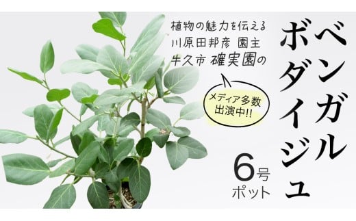 ベンガルボダイジュ 6号ポット 1点 家庭 で 園芸 鉢植え 苗 庭木 果樹 ガーデニング 植物 確実園 観葉植物 インテリア 植木鉢
