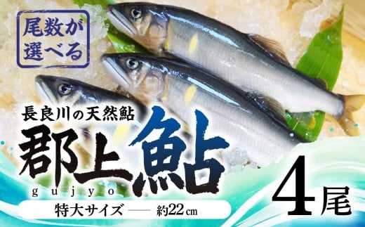 【尾数が選べる】郡上鮎 長良川の天然鮎 特大サイズ(約22ｃｍ) 4尾 / 食品 魚介類 水産加工品 その他水産物 鮎 アユ 15000円 G0078b