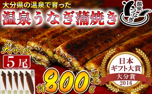 【配送日指定可能】温泉うなぎ蒲焼 5尾（160gサイズ） 国産うなぎ 人気 国産 蒲焼 蒲焼き かば焼き 鰻屋 個包装 冷凍 真空 ギフト 敬老の日 ＜104-013_5＞