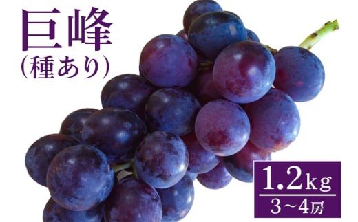[ 2025年 先行予約 ] 巨峰 1.2kg ( 種あり ) 開田ぶどう園 3房 〜 4房 ぶどう ブドウ 国産 果物 くだもの 葡萄 フルーツ 1.2キロ 1kg 以上 8月 下旬 9月 発送 夏 秋 旬 品種 茨城県産 産地直送 産直 農家直送 冷蔵 茨城県 石岡市 (A01-001)
