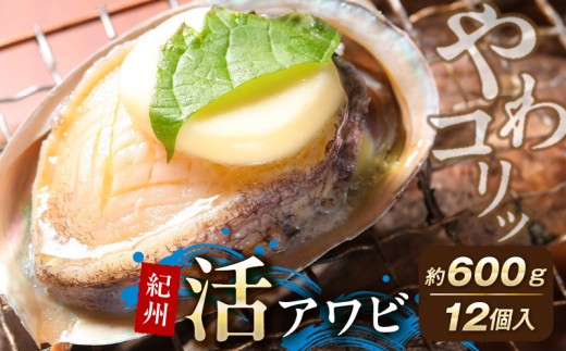 YG1004_ 紀州 活アワビ 内容量 約 600g アワビ やわコリ食感 鮮度 抜群 貝の王様 肉厚 絶品珍味 国産 冷蔵 さしみ 肝醤油 串揚げ ステーキ 天ぷら 照り焼き 蒸し料理 コリコリ感 やわらか食感 お取り寄せ 和歌山県 湯浅町 送料無料
