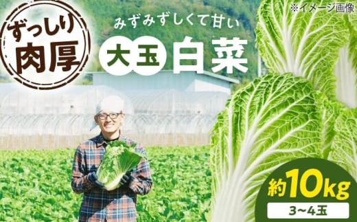 【先行予約】　【【11月下旬から順次発送】 白菜 3Lサイズ×3～4玉（約10kg）愛媛県大洲市/ふじた農園 [AGDH008] 白菜 はくさい ハクサイ 野菜 やさい 新鮮 新鮮野菜 愛媛県産 大洲市産 産地直送 おすすめ 人気 お取り寄せ 送料無料 贈答 ギフト 2242615 - 愛媛県大洲市