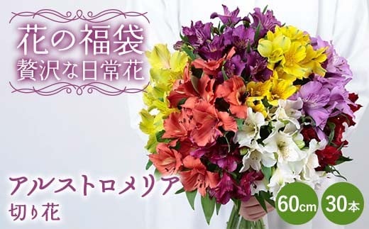 「花の福袋」“贅沢な日常花” アルストロメリア 切り花 60cm 30本 花束 フラワー ご褒美 お祝い ギフト 誕生日 感謝 母の日 父の日 プレゼント 福島県 天栄村 F21T-399