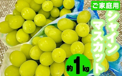 〈松尾農園〉シャインマスカット1kg(家庭用) [M758-2] 果物 果汁 ぶどう 高級 福岡 フルーツ 甘い マスカット 福岡県 宮若市 送料無料 2240771 - 福岡県宮若市