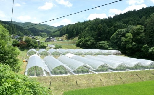 石川農園 みんなで飲もっか！トマトジュースセットＥ
