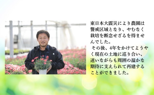 【先行予約】シクラメン ピンク系フリンジ 8号鉢 | 花 お花 ギフト フラワーギフト 根本園芸