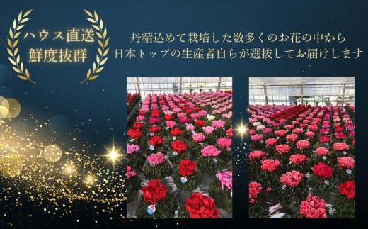 【先行予約】シクラメン ピンク系フリンジ 8号鉢 | 花 お花 ギフト フラワーギフト 根本園芸