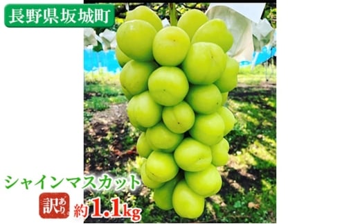 [№5729-0505]冷蔵シャインマスカット 約1.1kg 房 秀品 柳澤果樹園 ぶどう 長野 マスカット ブドウ フルーツ 果物 シャイン 果物類　訳アリ