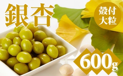 【先行予約】大粒銀杏 (殻付き) 600g 江里口加工所 ぎんなん 季節 旬の食材 秋の味覚 茶碗蒸し レンジチン 佐賀県 小城市