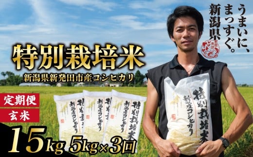 【定期便】コシヒカリ 玄米 5kg 3ヵ月 15kg 令和7年産 特別栽培米 こしひかり 米 お米 こめ 新潟米 新潟県産 新潟産 新潟 新潟県 新発田産 新発田 新発田市 斗伸 toushin043