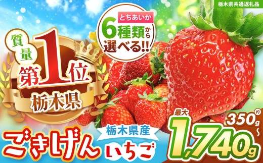 【栃木県共通返礼品】【チョイス限定企画】【先行予約】とちあいかデラックス 約1740g (290g×6) | いちご とちあいか 大粒 新鮮 甘い 数量 限定 美味しい スイーツ ジューシー 果物 共通返礼品 フルーツ デザート 栃木県 送料無料 2242964 - 栃木県矢板市