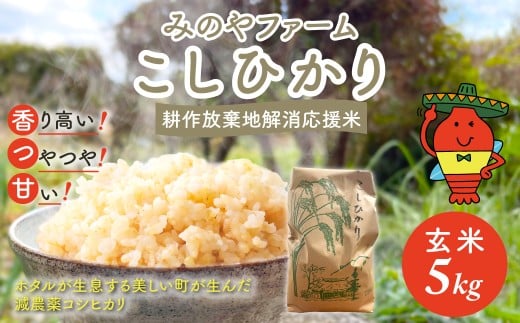 令和7年産新米 こしひかり 5ｋｇ（玄米） みのやファームの耕作放棄地解消応援米 【 コシヒカリ こしひかり おいしいお米 玄米 自然栽培 贈り物 ギフト 千葉県 御宿町 人気 おすすめ ランキング 】 ONJF006