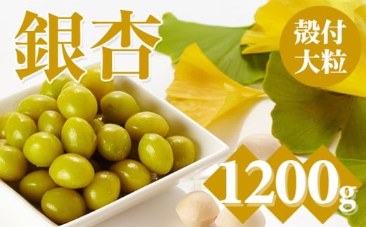 【先行予約】大粒銀杏(殻付き)1,200g 江里口加工所 ぎんなん 季節 旬の食材 秋の味覚 茶碗蒸し レンチン 佐賀県 小城市 958490 - 佐賀県小城市