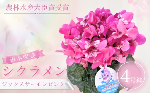 [先行予約]シクラメン ジックス サーモンピンク 4号鉢 | 花 お花 ガーデンシクラメン ピンク 4号 花ギフト フラワーギフト 鉢花 鉢植え ギフト プレゼント 贈答 農林水産大臣賞受賞 根本園芸