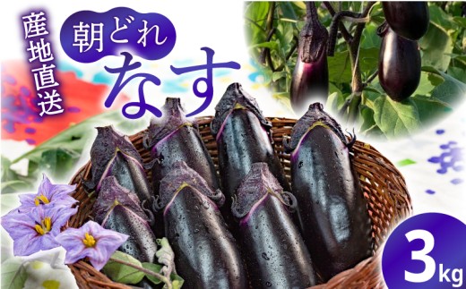 朝採れナス 約3kg