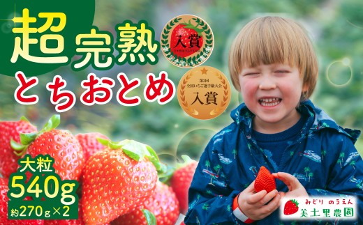 【先行受付：2月以降発送】いちご 「茂木完熟いちご」　美土里農園の朝採れ とちおとめ 大粒 約270g × 2パック 合計 約540g | いちご イチゴ 苺 とちおとめ 完熟 大粒 果物 フルーツ甘い あまい くだもの 旬 産地直送 栃木県産 美土里農園 栃木県 茂木町