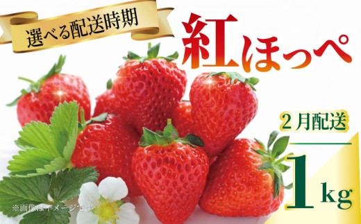 いちご 紅ほっぺ 苺 約1kg 果物 フルーツ くだもの イチゴ ジューシー 果汁 果実 ケーキ ジュース ゼリー アイス ジャム デザート スイーツ ふるさと納税いちご ふるさと納税フルーツ 国産 香川県 丸亀市 発送期間：2月