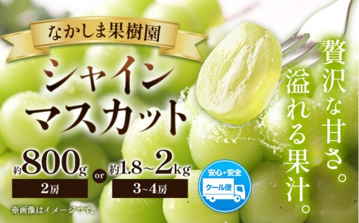 シャインマスカット 約800g （ 2房 ） または 約1.8kg ～ 約2kg （ 3～4房 ） マスカット ぶどう 葡萄 フルーツ 果物 旬 なかしま果樹園 《8下月旬-9月末頃出荷》 熊本県 荒尾市 ギフト