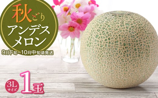 【令和7年産先行予約】 秋どりアンデスメロン 1玉(3Lサイズ) 山形県鶴岡市産 庄内砂丘メロン 小林ファーム 2242252 - 山形県鶴岡市