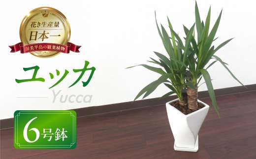 ユッカ 観葉植物 植物 6号鉢 人気 おしゃれ かわいい お手入れ 室内 大鉢 中型 インテリア リビング 玄関 寝室 キッチン オフィス プレゼント ギフト 新居 入居 インテリアグリーン グリーン 緑 植物 2277987 - 愛知県田原市