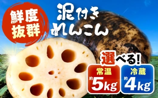 泥付きれんこん 約5kg (常温) 野菜 レンコン 愛西市 / JAあいち海部れんこんセンター 【配送不可地域：北海道・沖縄・離島】 [AEDK003]