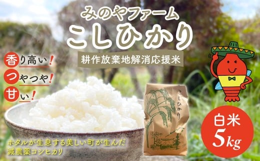 令和7年産新米 こしひかり 5ｋｇ（白米） みのやファーム耕作放棄地解消応援米  【 コシヒカリ こしひかり おいしい お米 米 こめ 自然栽培 贈り物 ギフト 千葉県 御宿町 人気 おすすめ ランキング 】 ONJF003