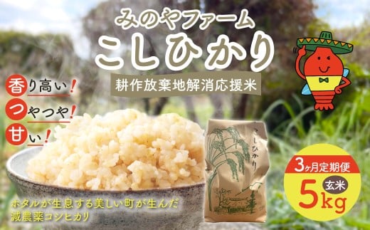 【3ヶ月 定期便】令和7年産 新米 こしひかり　5ｋｇ（玄米） みのやファームの耕作放棄地解消応援米　【 コシヒカリ こしひかり おいしいお米 玄米 自然栽培 贈り物 ギフト 千葉県 御宿町 人気 おすすめ ランキング 】 ONJF012