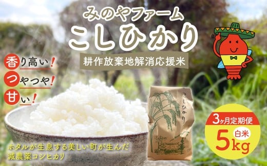 【3ヶ月定期便】令和7年産 新米 こしひかり　5ｋｇ（白米） みのやファームの耕作放棄地解消応援米 【 コシヒカリ こしひかり おいしいお米 自然栽培 贈り物 ギフト 千葉県 御宿町 人気 おすすめ ランキング 】 ONJF009