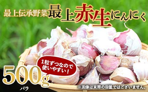 《2026年発送》 最上伝承野菜 【最上赤生にんにく】 500g（バラ） 生にんにく ニンニク 薬味 ガーリック 野菜 F3S-2481