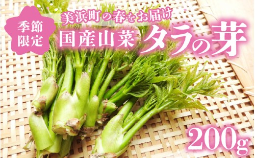 【先行予約】【季節限定】国産山菜 タラの芽 美浜町の春をお届け【2026年4月上旬以降順次発送予定】【旬 山菜 野菜 たらの芽 天ぷら 春野菜】 [m47-a021]
