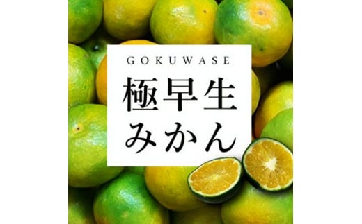 まもなく収穫! 極早生みかん 5kg＜C31-15＞_ みかん ミカン 柑橘 フルーツ 果物 くだもの 青果 極早生 産地直送 産直 農家直送 5kg 【1042517】 394041 - 愛媛県八幡浜市