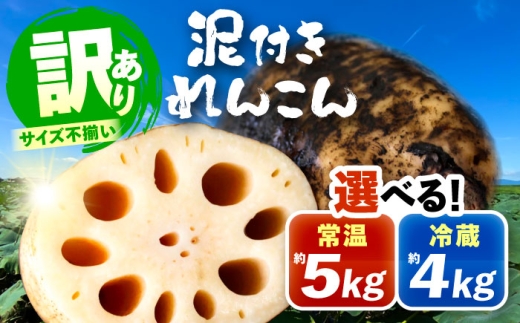 訳あり 泥付きれんこん 5kg (常温) 野菜 レンコン 愛西市 / JAあいち海部れんこんセンター 【配送不可地域：北海道・沖縄・離島】 [AEDK001]