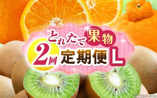 とれたて果物 2回定期便L 果物 フルーツ 果物定期便 フルーツ定期便 定期便キウイ デコポン濃厚 旬の果物 定期 人気 おすすめ 贈答 贈り物 青果物 糖度 香川県 _mk165-t062 2246245 - 香川県三木町