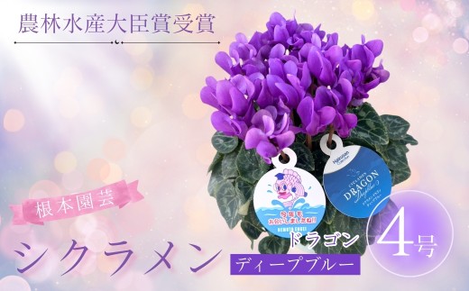 [先行予約]シクラメン ドラゴン ディープブルー 4号鉢 | 花 お花 ガーデンシクラメン ブルー 青 4号 花ギフト フラワーギフト 鉢花 鉢植え ギフト プレゼント 贈答 農林水産大臣賞受賞 根本園芸