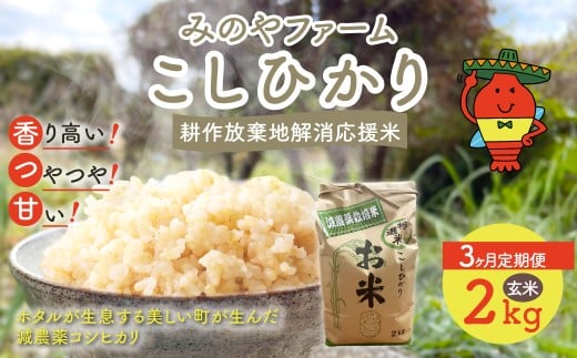 【3ヶ月定期便】令和7年産 新米 こしひかり 2ｋｇ（玄米）✕　3ヶ月 みのやファームの耕作放棄地解消応援米　 【 コシヒカリ こしひかり おいしいお米 玄米 自然栽培 贈り物 ギフト 千葉県 御宿町 人気 おすすめ ランキング 】 ONJF010